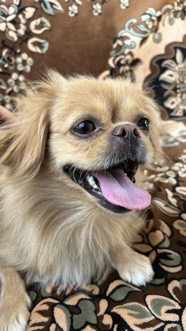 Gəmiricilər: Pekines, 2 il, Dişi