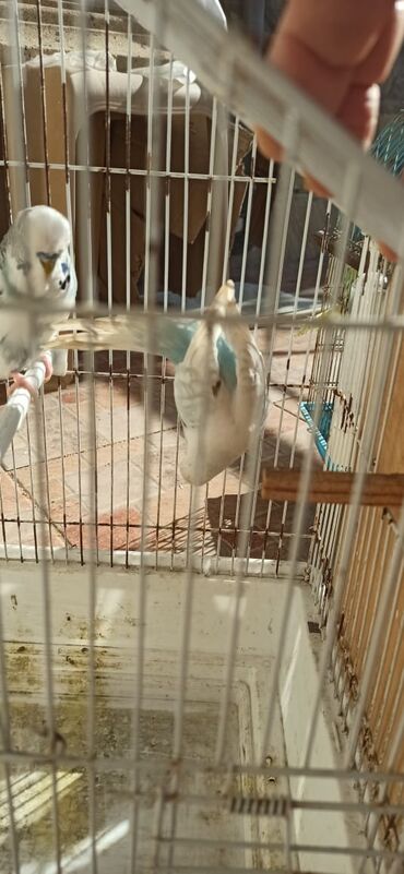 Tutuquşları: Salam vıstıfka ilə çexin qarışığı cütü 50 azn — 9