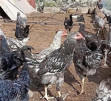 dekarativ quslar: Qara çilli toyuqlar satılır 
4 aylıqdılar 12m
vaksin olunublar — 1