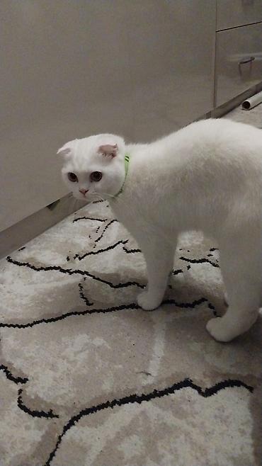 Кошки: Шотландская — 7