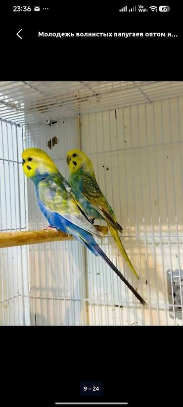 породы собак в бишкеке: 🐦 ВОЛНИСТЫЕ ПОПУГАИ РАЗНЫХ ПОРОД И ОКРАСОВ! 🌈 Предлагаю большой выбор — 7