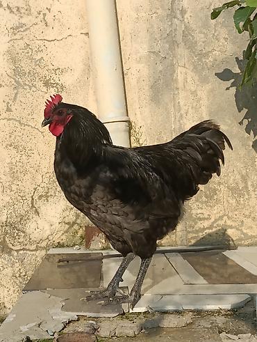 Orginal AVSTROLOP 6aylıq real alıcılar narahat eləsin . Sağlamlığına lalafo.az -da Orginal AVSTROLOP 6aylıq real alıcılar narahat eləsin . Sağlamlığına