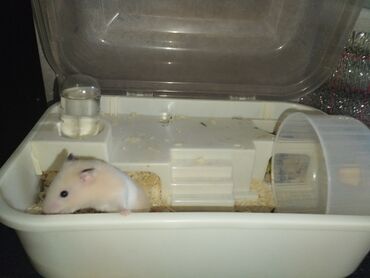 домик для кур: 🐹 Продам клетку с полной комплектацией + активная девочка-сирийский