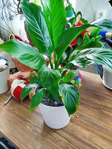 спатифиллюм: Спатифиллум (Spathiphyllum) в декоративном кашпо - Компактный куст с — 2