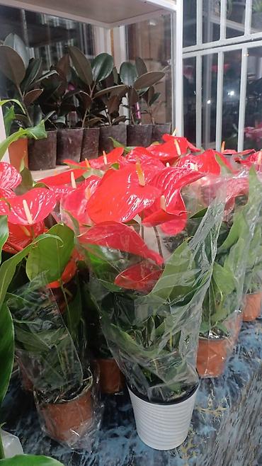 комнатные растения цветы: Комнатные растения в горшках - Антуриум (Anthurium) с крупными — 3