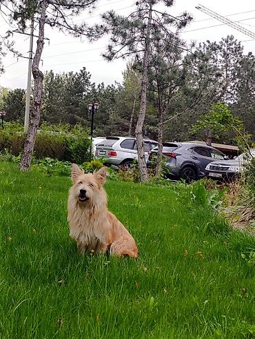 Другие услуги: 🐾 Лапки под присмотром — забота, как для своих.🐾 Я няня для ваших — 17