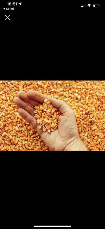Продукты питания: Кукуруза Оптом, Бесплатная доставка