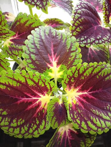 кумыс с медом бишкек: Колеус (Coleus) декоративно-лиственный, крупнолистный сорт с