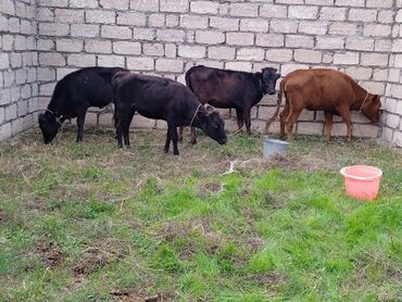 ineklerin satisi: Dana, buzov, Dişi, ay: 4, Damazlıq, Ətlik, Ünvandan götürmə, Ödənişli çatdırılma