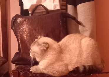 золотистый ретривер баку: Шотладская вислоухая, Самка, В добрые руки, Самовывоз