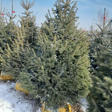 Ёлки: Продаю Голубые Ели Оптом и в розницу Ели Тянь Шаньевские от 3500 с — 6