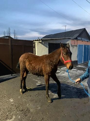 Лошади, кони: Продаю | Жеребенок | Рабочий — 14