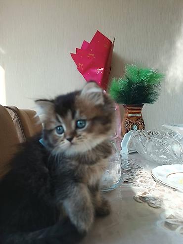 Pişiklər: Britan — 21