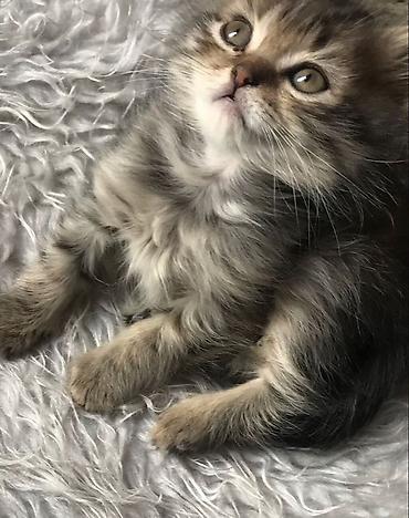 Продажа кошек: 🎁 Полностью домашние, к лотку и миске приучены (ну, почти — они — 4