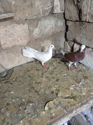 Göyərçinlər: Tam sağlam heyvanlardi tutulmalardi — 7