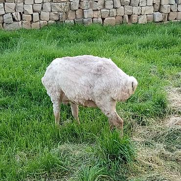 Qoyunlar, qoçlar: Ətlik qoyunlar təcli satılır — 1