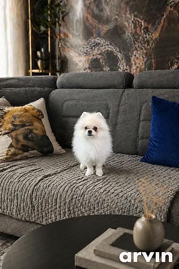 Продажа собак: Шпиц, 5 месяцев, Самец — 9