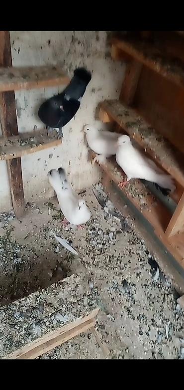quş tələsi: 6 dene qusdu biri 2 manatdı quslarda berdededi — 3