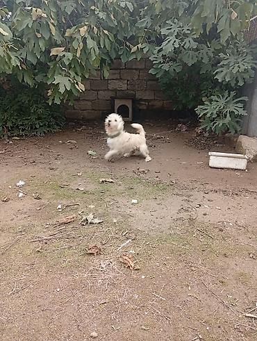 ala it: Ağ rəngli, xırda/orta ölçülü uzun tüklü it. Qıvraq və oynaq — 4