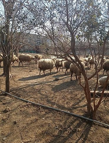 Digər kənd təsərrüfatı heyvanları: Digər kənd təsərrüfatı heyvanları — 6