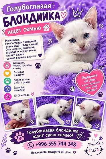 pitomnik temir: Кошка даром: Ангорская, 3 месяца, Девочка, Кастрирована, Метис, Приучена к лотку — 1