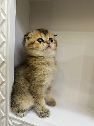 Кошки: Шотландская вислоухая — 3