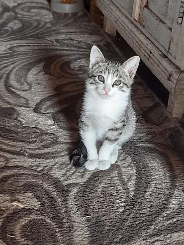 мышык сатылат ош: Котята, 3 месяца.Девочка и мальчик — 4