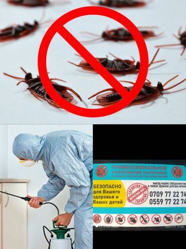 травление тараканов: Дезинфекция, дезинсекция | Тараканы