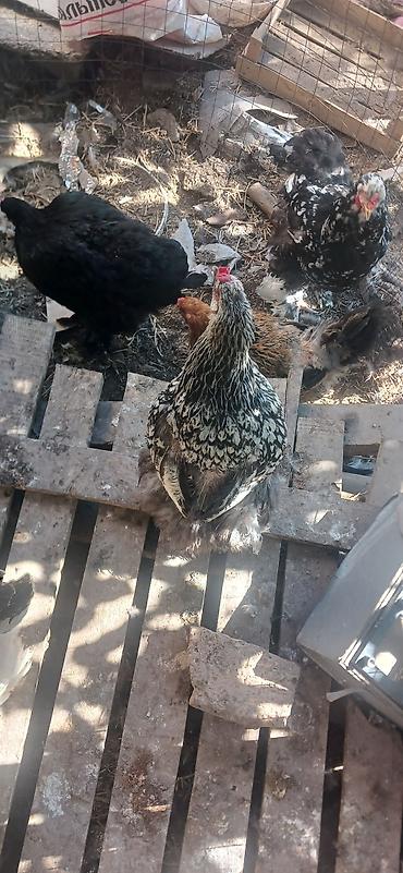 петухи брама: Продаю | Куры | Брама | Для разведения — 6