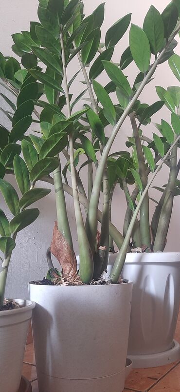 растения мухоловки купить: Другие комнатные растения