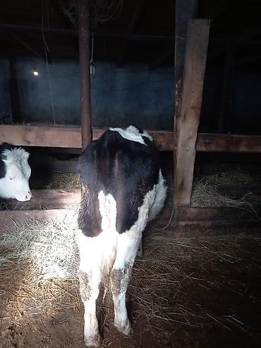 Inəklər, öküzlər: Dişi, il: 1, 100 kq, Südlük — 4