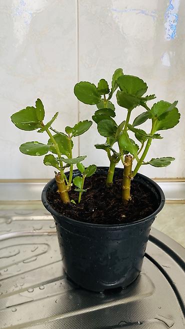 kala: Kalanxoe (Kalanchoe blossfeldiana) – saksı bitkisi - Rəngli, çoxlu — 4