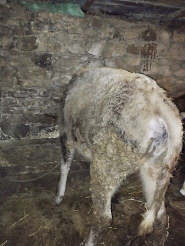 Dana, buzov: Dana, buzov, Erkək, ay: 6, Ətlik — 4