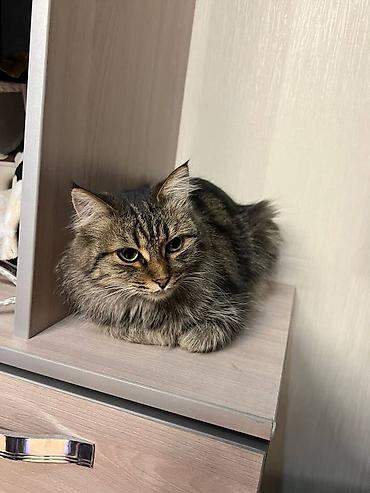 dog chow: Кошка даром: Беспородная, 1 год, Мальчик — 4
