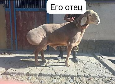 бетховен собака: Продаю | Баран (самец) | Арашан | Для разведения | Племенные, Осеменитель — 3