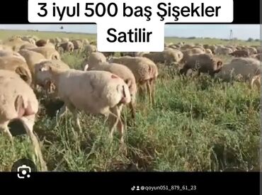 Digər heyvanlar: 3 iyul 500 bas Bogaz Şişekler Satilir 1 ci 2 ci 3 cu qarna Barter var
