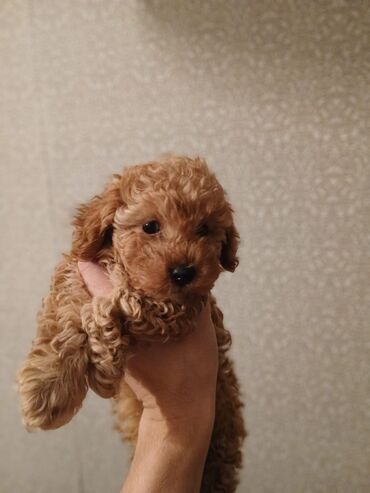 İtlər: Pudel, 2 ay — 4