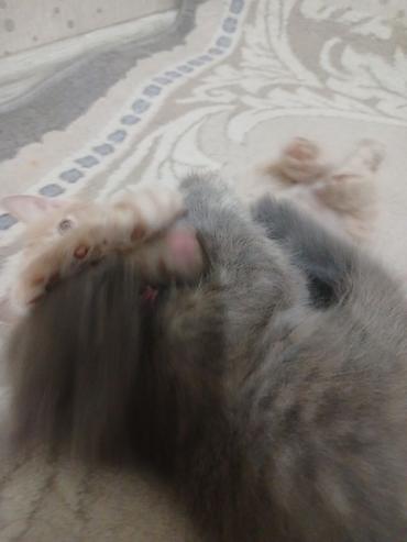 белая вислоухая кошка: Котята, домашние, от одной кошки: - Окрасы: кремовый короткошёрстный и — 6