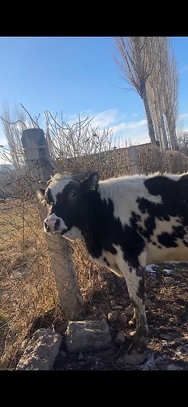 Коровы, быки: Продаю | Бык (самец) | Полукровка | На откорм | Привязанные — 8