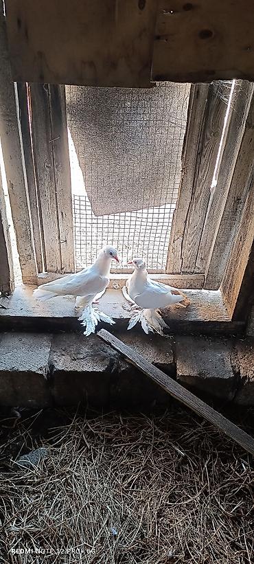 göyərcin: Oynaq qus balasidi bir cut kekili — 1