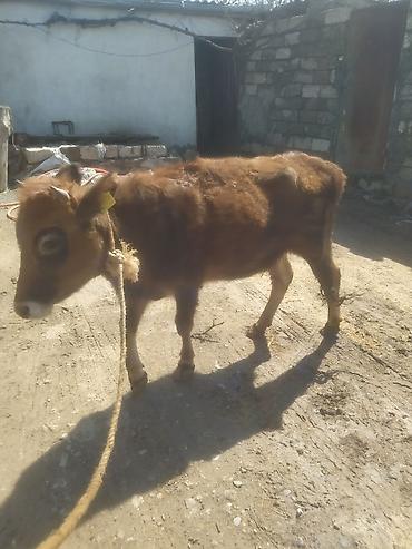 Dana, buzov: Dana, buzov — 7