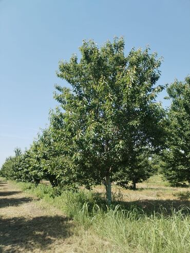 Torpaq sahələrinin satışı: 170 sot, Biznes üçün, Kupça (Çıxarış)