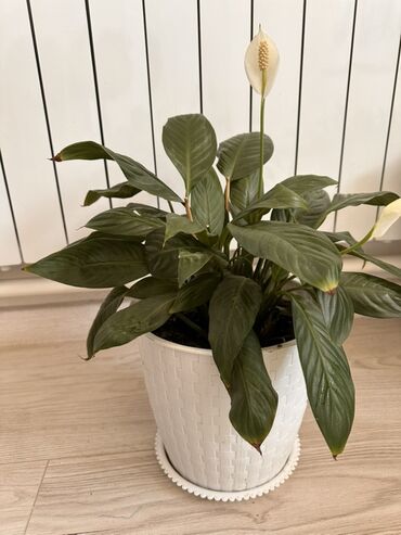 картины манас: Спатифиллум (Spathiphyllum, «Женское счастье») в декоративном