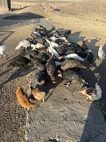 Индюки: Продаю | Индюшата | Для разведения — 9