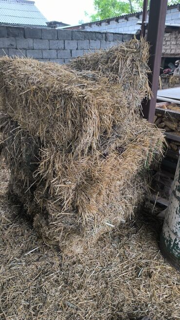 трава для животных: Саман солома можно на стройку 12 шт тюков и россыпью бесплатно отдаю