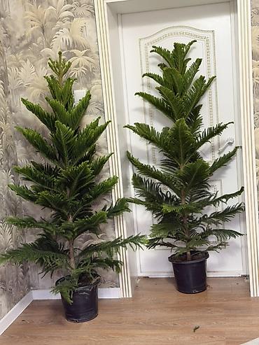 араукария: ⸻ 🌲 Сатууга! Араукария – жыш, кооз декоративдүү карагай 🌲 ✨ Бою: 180 — 1
