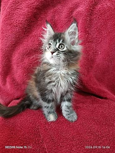 котёнок в хорошие руки: Мейн-Куны!!!🥰🥰🥰 Продаются Чистокровные,Шикарные котята!Три девочки — 1