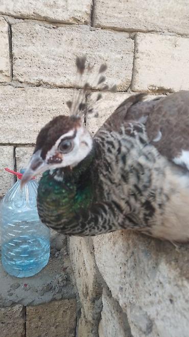 cüce yemi: Məhsul: Tavus quşu (dişi) Satılır Təsvir: - Növlər: Hind tavus quşu — 4