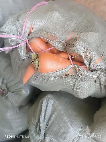 Морковь Оптом at lalafo.kg — 1 Морковь Оптом — 1