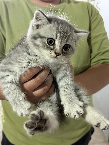Pişiklər: Tabbi — 4